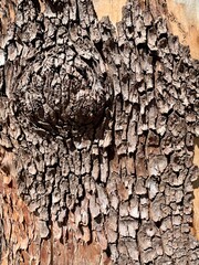 Close up wood bark texture, looks like fish scales