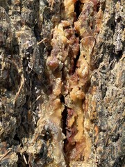Close up of a tree, showing wood bark texture with partly covered with resin drops