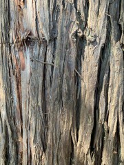 Close up trunk of tree, wood bark texture background