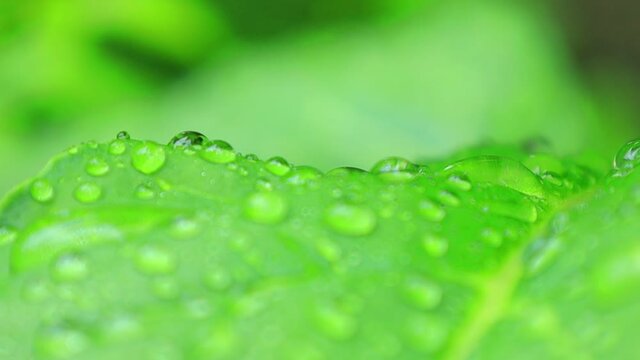 植物の葉　雨の水滴　イメージ