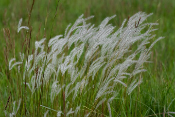 Green grass field with wind-driven white flowers with green background
