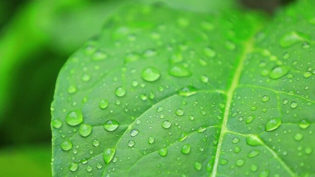 植物の葉　雨の水滴　イメージ
