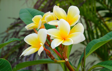 Fragrant blossoms of white and yellow frangipani flowers, also called plumeria and melia, in Key West, Florida