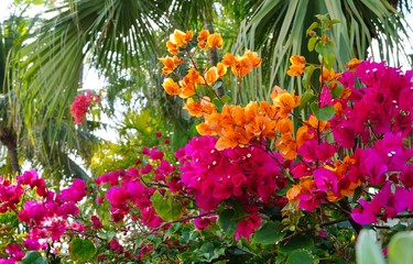 Fototapeta na wymiar Orange pink flowers of a tropical Bougainvillea vine