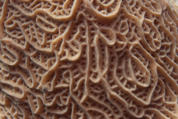 Lettuce Coral on Caribbean Coral Reef