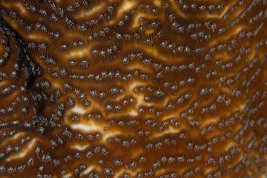 Whitestar Sheet Coral on Caribbean Coral Reef