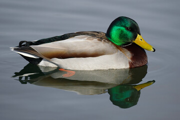 duck on the water