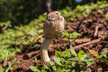 Hongo - Jujuy - Argentina