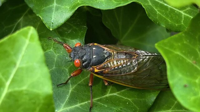 Cicada crawling on ivy leaves in Princeton 