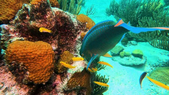 Parrot Fish Feeding on Coral Reef in Bermuda with Small Yellow Wrasses near Shipwreck.