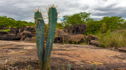 cactus