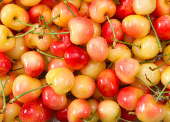top view flat lay close up of fresh organic Rainier Cherries with stems. Water drops on fruit.