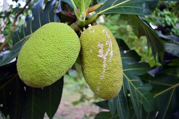 Breadfruits hanging on the tree 