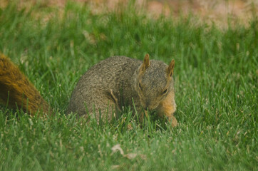 A squirrel examining the ground where it just buried a nut.