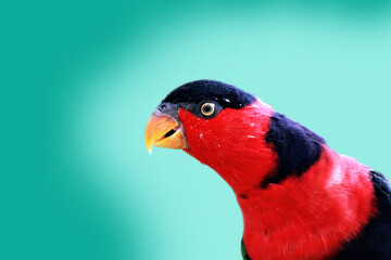 Red black head parrot bird