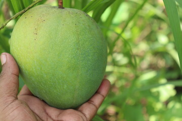 green raw mango with hand in the firm