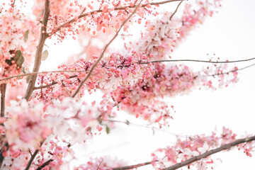 Wishing Tree, Pink Shower, Pink cassia are beautiful pink flowers of Thailand.