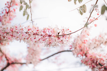 Wishing Tree, Pink Shower, Pink cassia are beautiful pink flowers of Thailand.