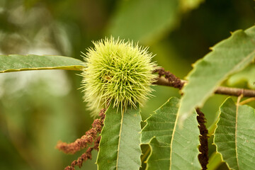 Bogue de châtaigne sur la branche .