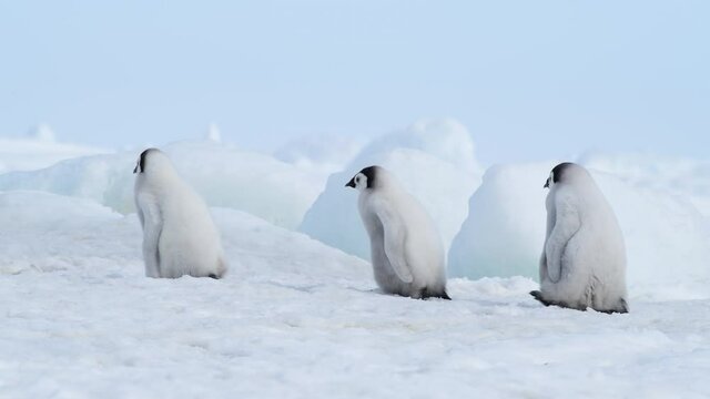 Emperor Penguins chicks on the ice in Antarctica
