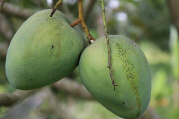 green raw mango on tree in the firm