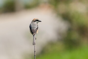 お気に入りの枝にとまってポーズするモズ