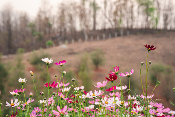 Colorful Cosmos in a garden with a rural mountain background.