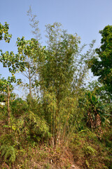 Thin variety of bamboo of himalaya mountain .