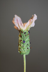 Aromatic plant blossom close up background lavandula stoechas family lamiaceae botanical high quality big size print