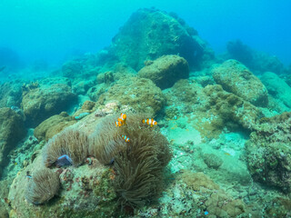 Fototapeta na wymiar family Clownfish in coral underwater 