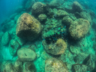 A group of fish under the sea on the shore 