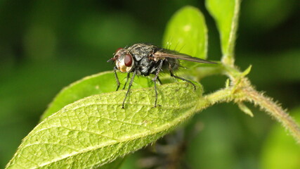 House fly on a leaf in a field in Cotacachi, Ecuador