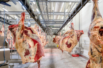 Chopped beef carcasses. Overhead conveyor for cow carcasses, meat production.