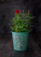 red flower in a pot, rustic style