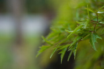 Green Leaves in the park with copy space.