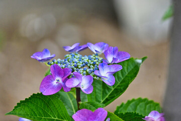 紫色のガクアジサイの花