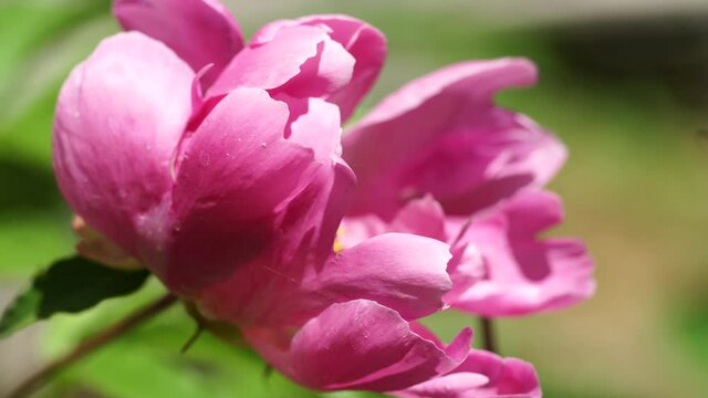 4K video of close up of Peony flowers blooming in summer.