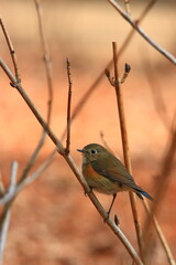  migratory bird　都市公園の野鳥