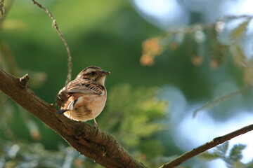 migratory bird 都市公園の野鳥