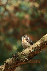  migratory bird 都市公園の野鳥