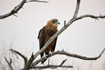 A juvenile bateleur eagle (Terathopius ecaudatus) perched on a tree, Kruger National Park, South Africa