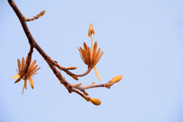 Liriodendron's dried flowers in the sky, North China