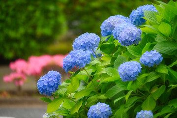 紫陽花の花の植込み