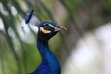 Naklejka premium Blue peacock in nature