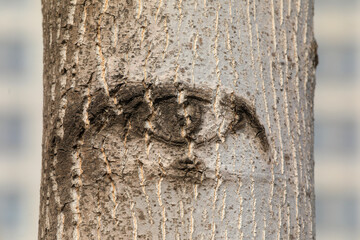 Close up of Liriodendron bark