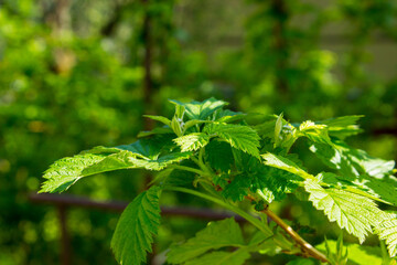 young raspberry bush sprout with green leaves on a white background