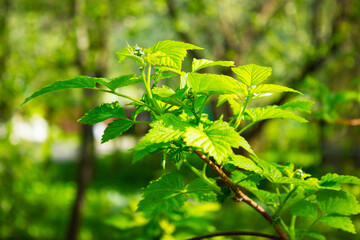 Raspberry leaves isolated on white background, full depth of field