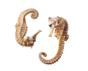Dried seahorse isolated on white background