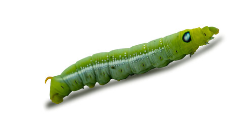 Macro close-up of beautiful caterpillar. A macro photography of a really beautiful and on white isolated background.