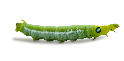 Macro close-up of beautiful caterpillar. A macro photography of a really beautiful and on white isolated background.